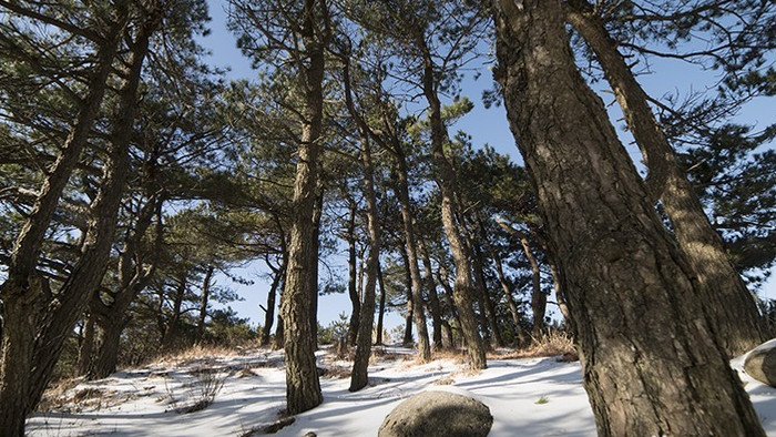 雪地中的安徽黄山松林