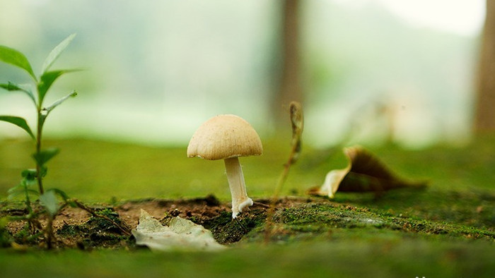 户外森林里的野蘑菇实拍