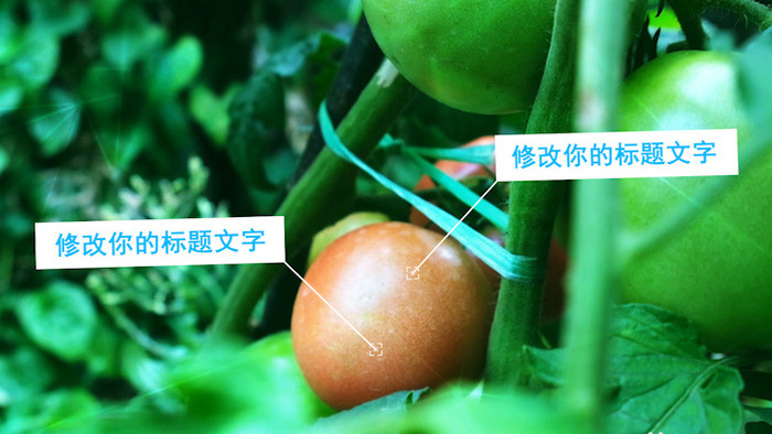 绿色有机蔬菜食品安全科技线AE模板