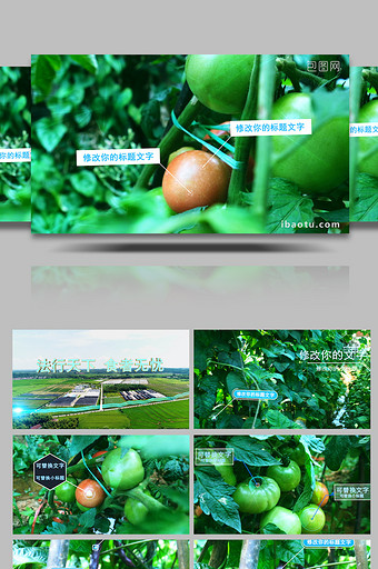 绿色有机蔬菜食品安全科技线AE模板图片