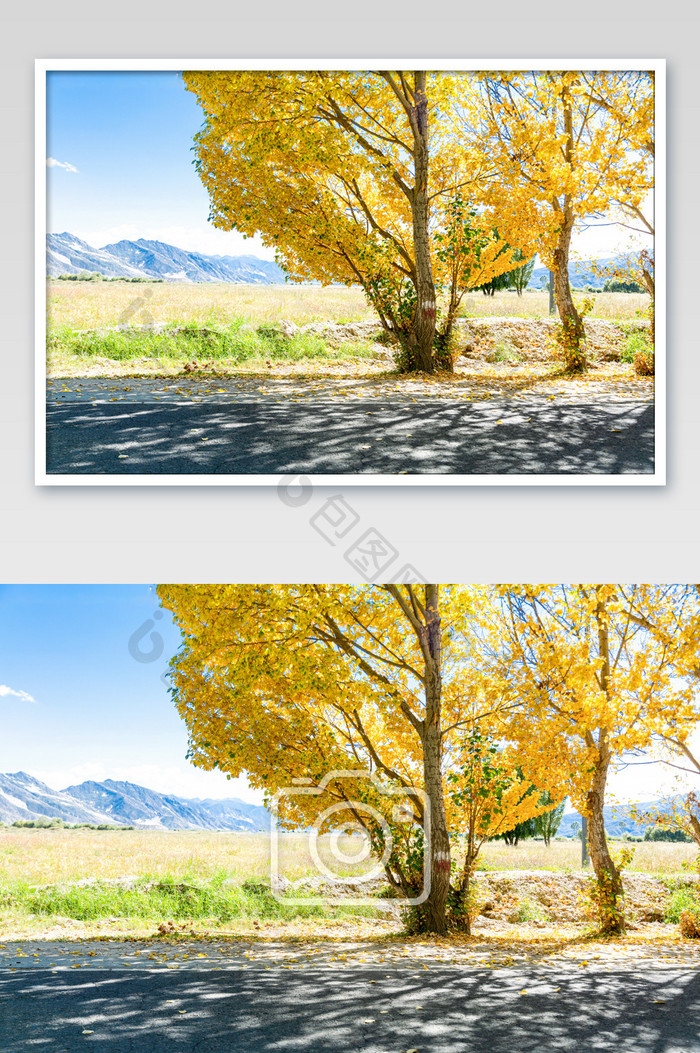 秋天的童话秋季金黄色的大树