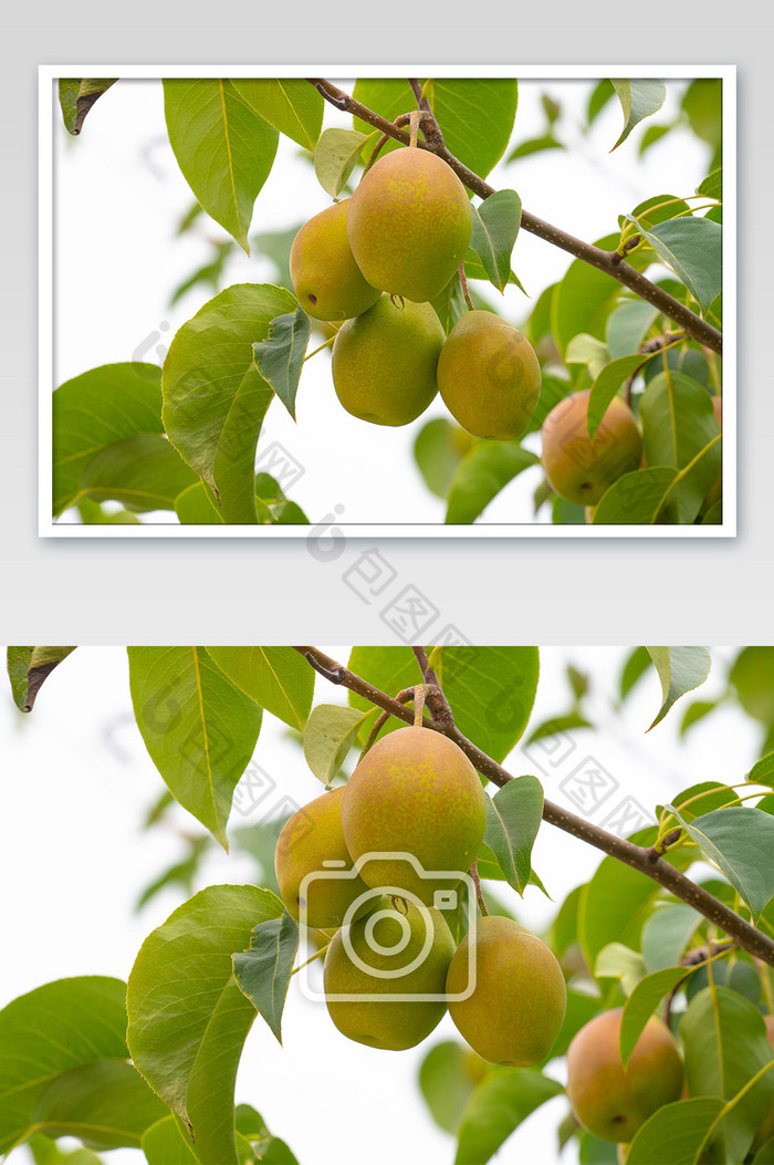 梨树树枝上的梨子图片图片