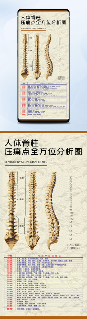 人体脊柱压痛点分析图脊椎骨头中医养生海报