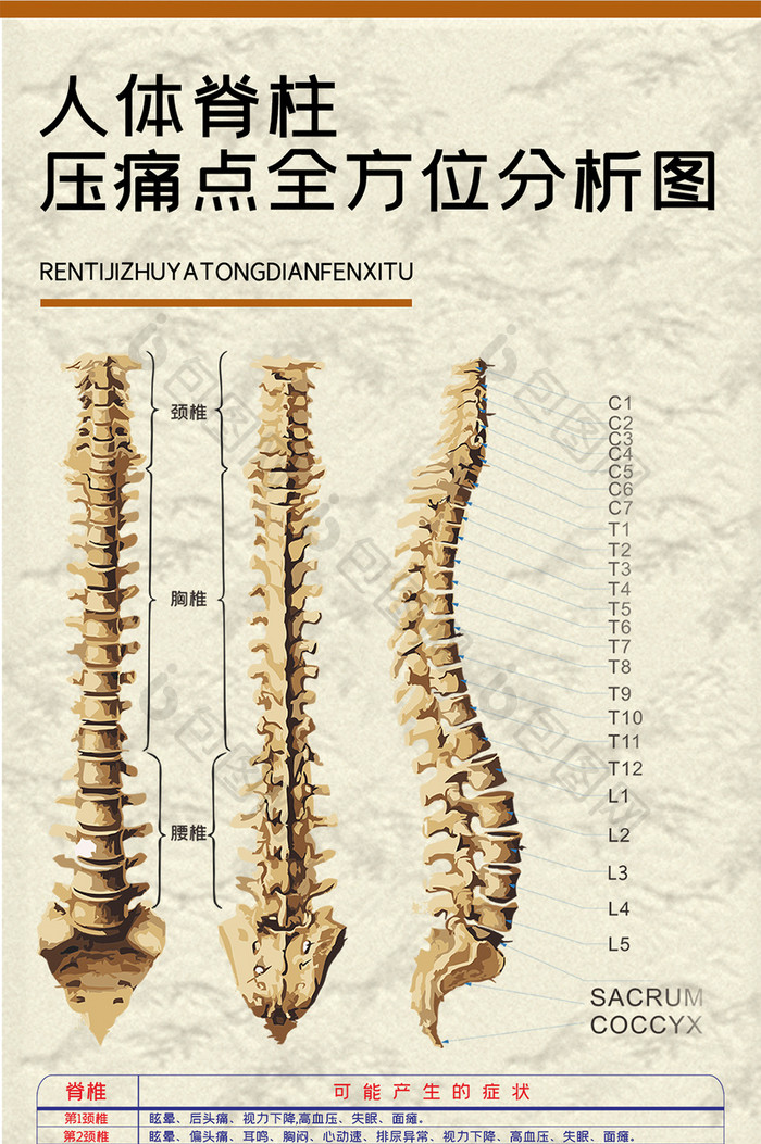 人体脊柱压痛点分析图脊椎骨头中医养生海报