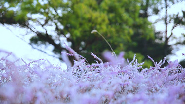 唯美风自然紫色花草旅游素材