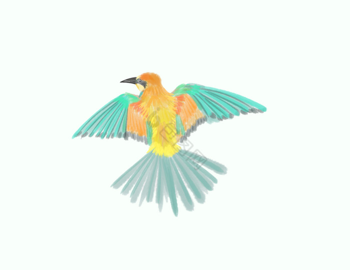 水墨动物插画鸟图片