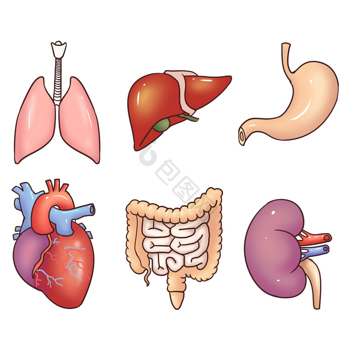 线描人体内脏图片