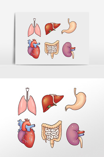 人体四大组织手绘图图片