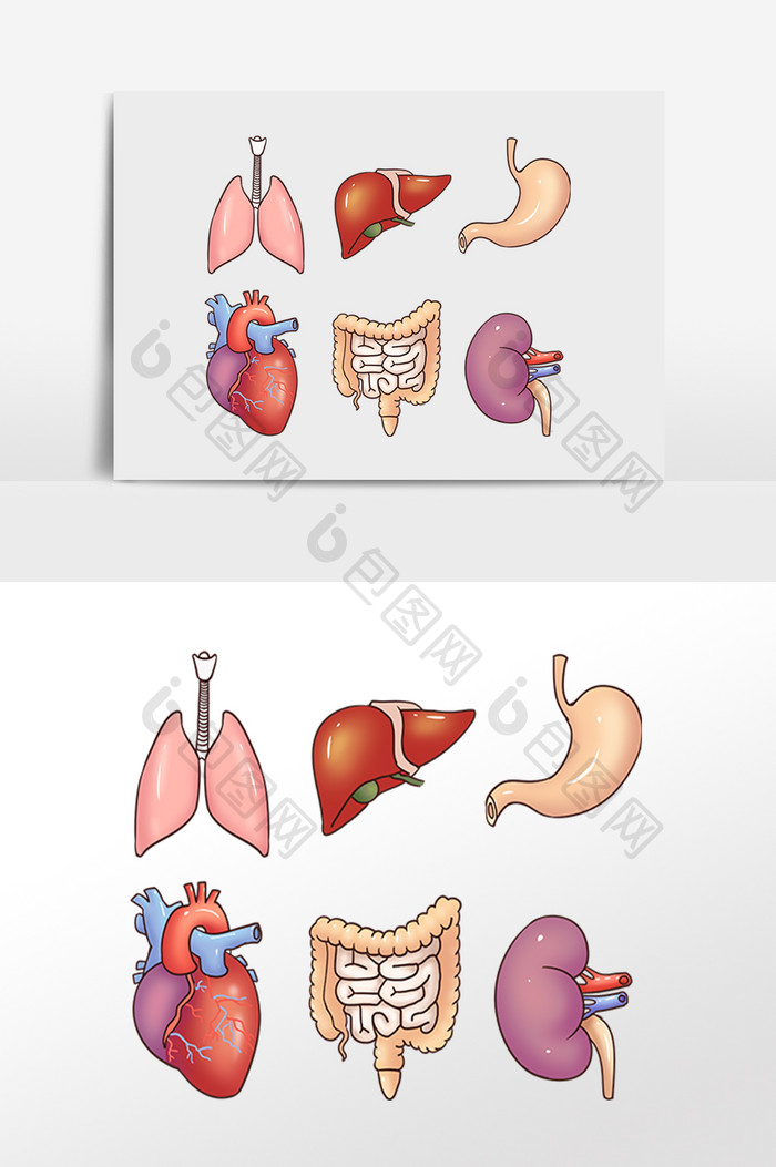 线描人体内脏