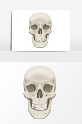 手绘人体骨骼模型头骨