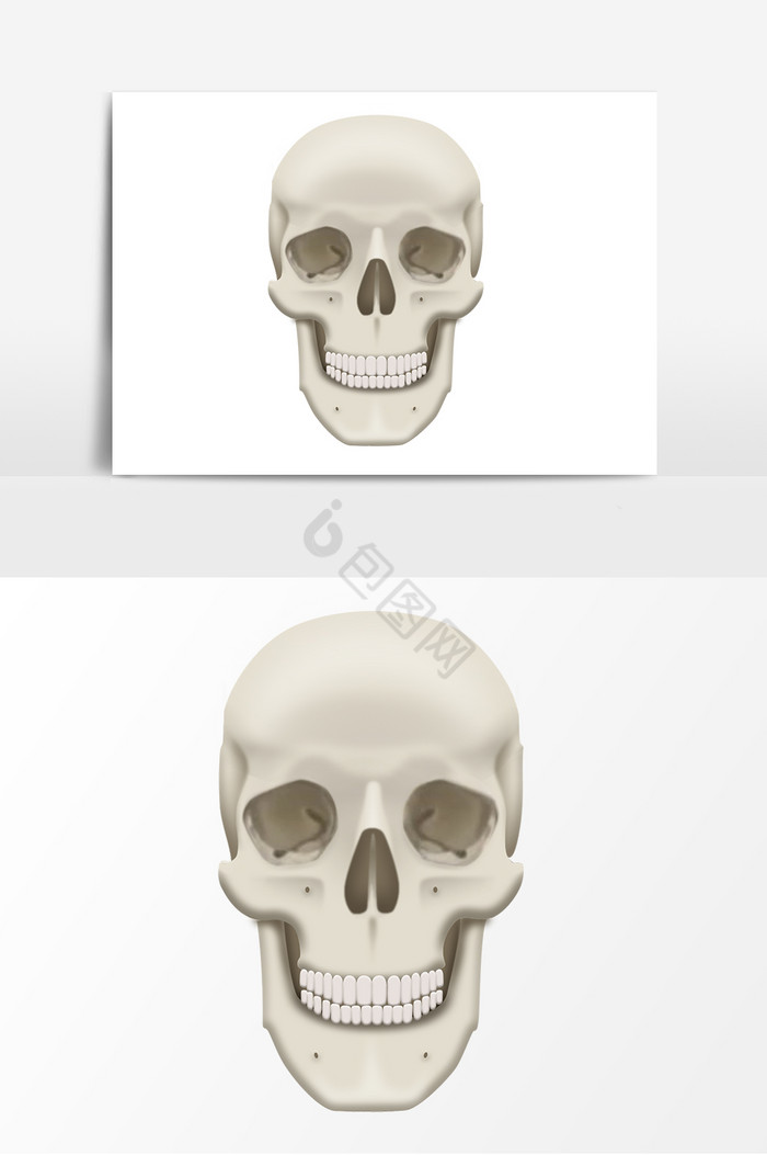 人体骨骼模型头骨图片