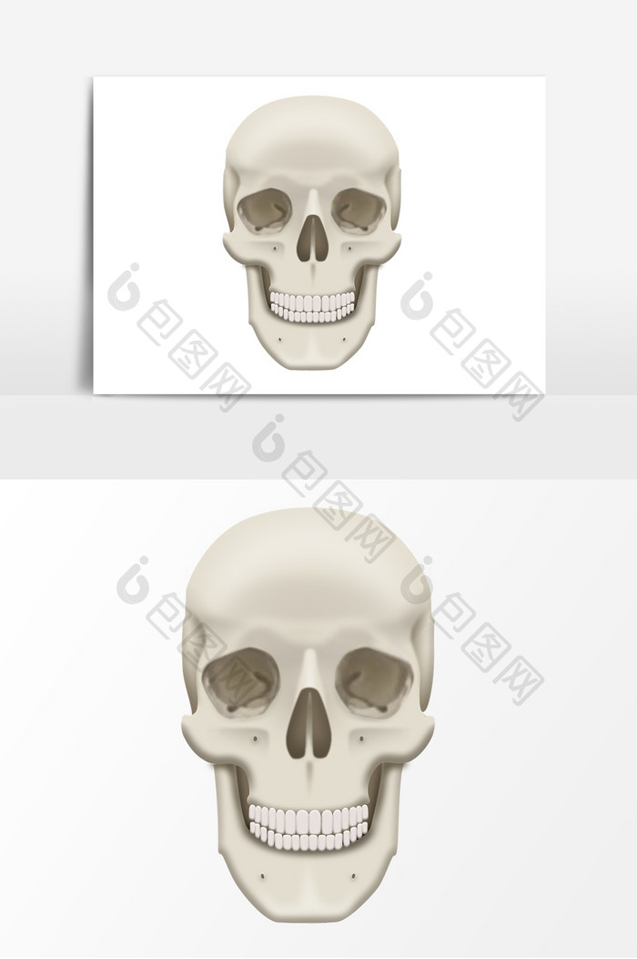 手绘人体骨骼模型头骨