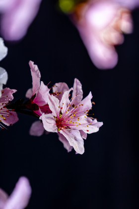 春色春花 粉红色的花朵桃花夜间的花