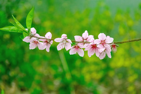 春花迷人的颜色的春花春天的花朵
