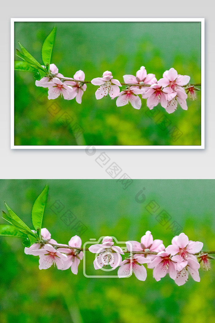 春花 迷人的颜色的春花 春天的花朵图片图片