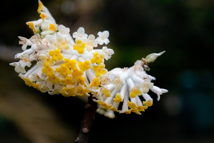 新鲜的结香花 公园里美丽的花 春天的花图片