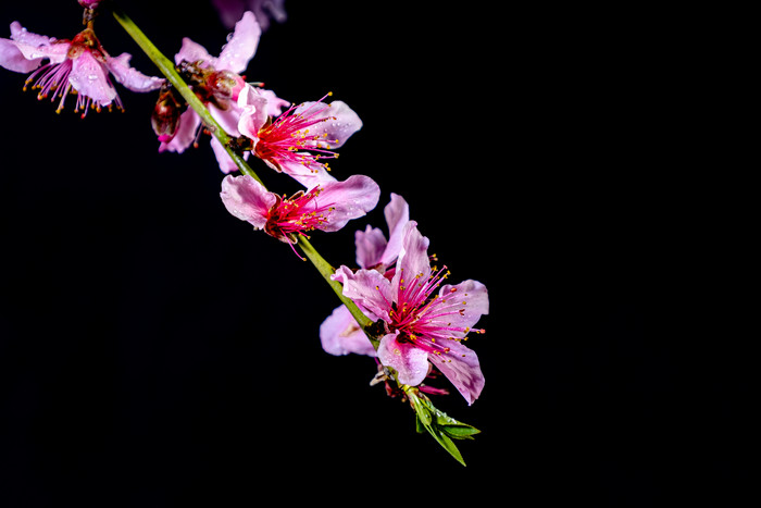 枝头的花美丽的花朵春天的花图片