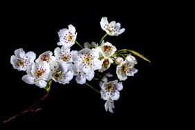 春天的花朵 盛开的花朵 夜间枝头的花朵