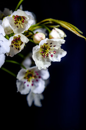 春景怡人 绿色背景的花枝繁盛 迎春花开