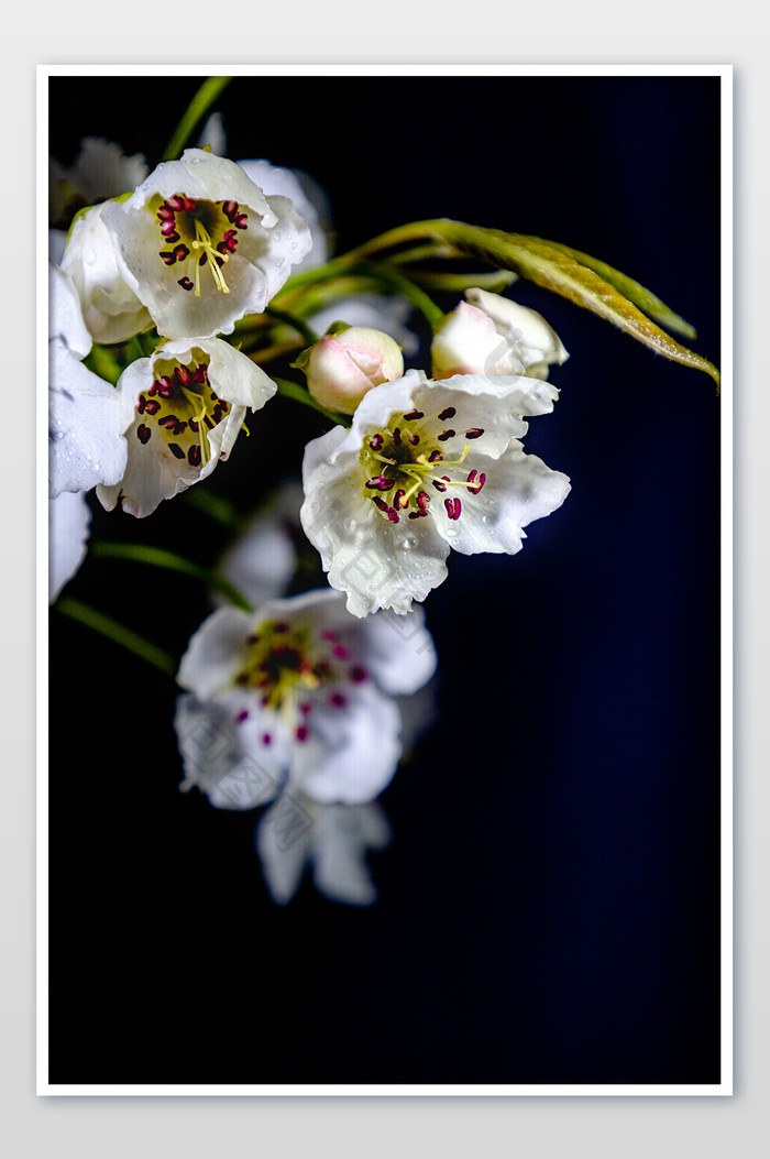 春景怡人 绿色背景的花枝繁盛 迎春花开