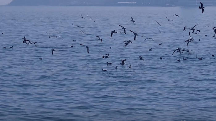 自然风景海鸥鸟海大海海鸟飞翔翱翔海洋