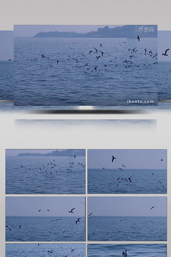 自然风景海鸥鸟海大海海鸟飞翔翱翔海洋图片