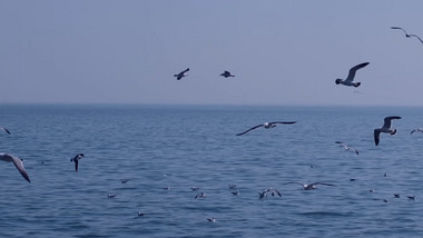 自然风景海鸥鸟海大海海鸟飞翔翱翔海洋