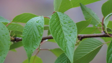 春天绿植写意实拍视频