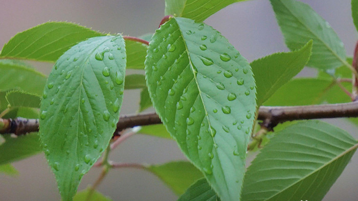 春天绿植写意实拍视频