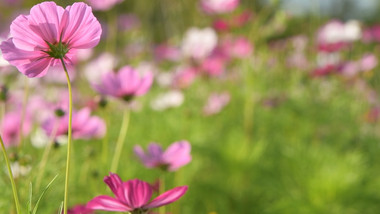 自然环境花草春天阳光特写