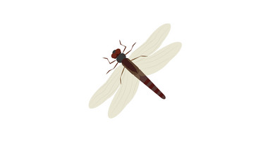 简单扁平画风自然昆虫类蜻蜓mg动画