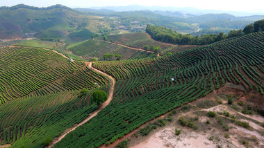 云南茶叶茶山航拍旅游景点