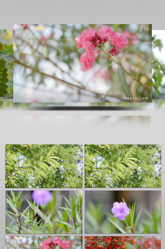 唯美植物花朵意境视频素材图片
