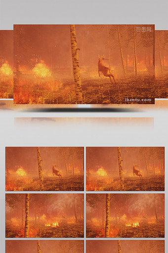 4K森林火灾动物逃离高清背景视频图片