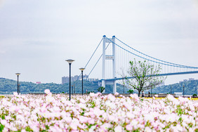 江南游园 湖光山色水墨江南风景区摄影