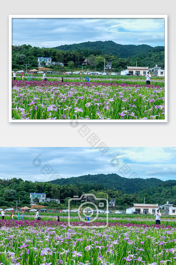 花海新农村夏节气海报背景图片图片