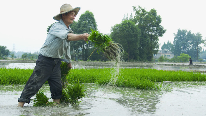 插秧农民种植乡村生活职业装高级农村