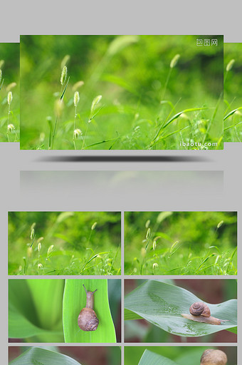 自然风光草林万物复苏蜗牛绿色小清新图片