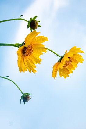 夏日 的花 花朵 蓝天下的生命 迎风摇摆