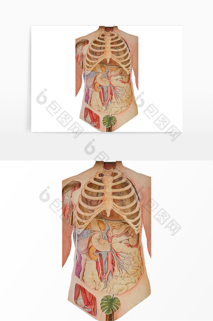 人体结构组织关系解刨梳理图片