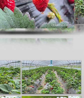 自然大棚草莓园新鲜草莓水果4K实拍