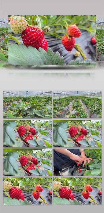 自然大棚草莓园新鲜草莓水果4K实拍图片