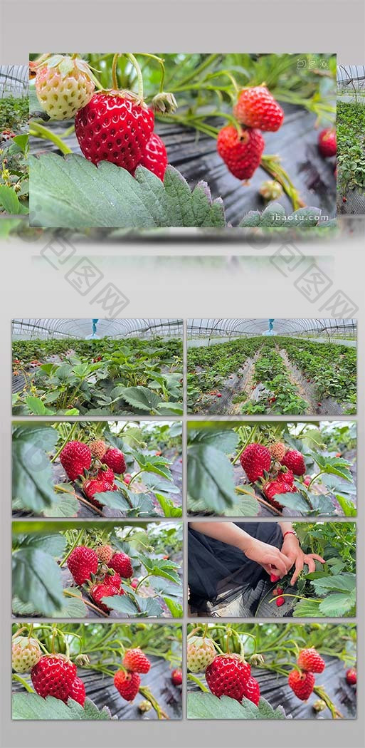 自然大棚草莓园新鲜草莓水果4K实拍