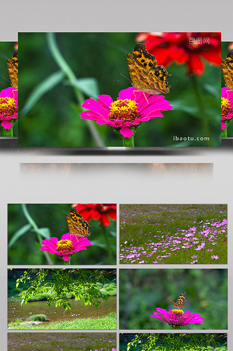 自然简约大气蝴蝶花朵小河流实拍素材图片