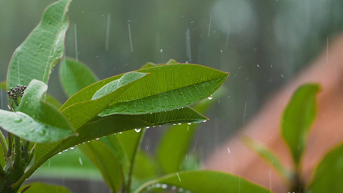 写意简约大气雨打树叶实拍素材