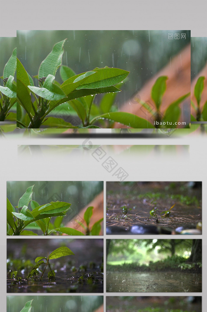 写意简约大气雨打树叶实拍素材