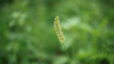 写意简约清爽夏季公园绿植实拍素材