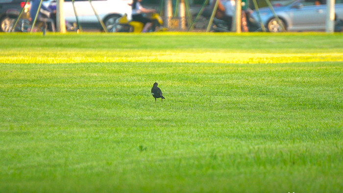 自然城市公园草坪上的乌鸦