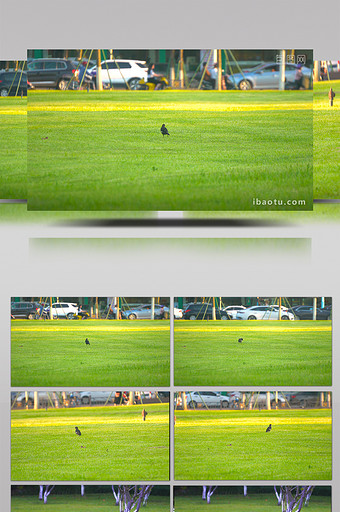 自然城市公园草坪上的乌鸦图片