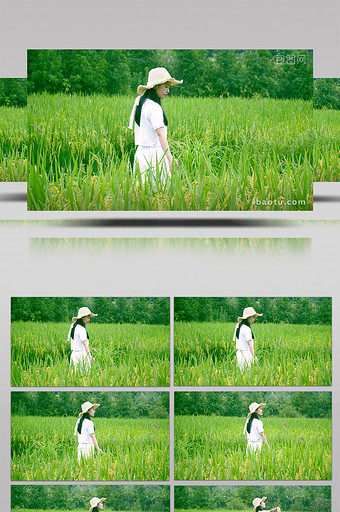 自然唯美青春女生在稻田玩耍视频图片